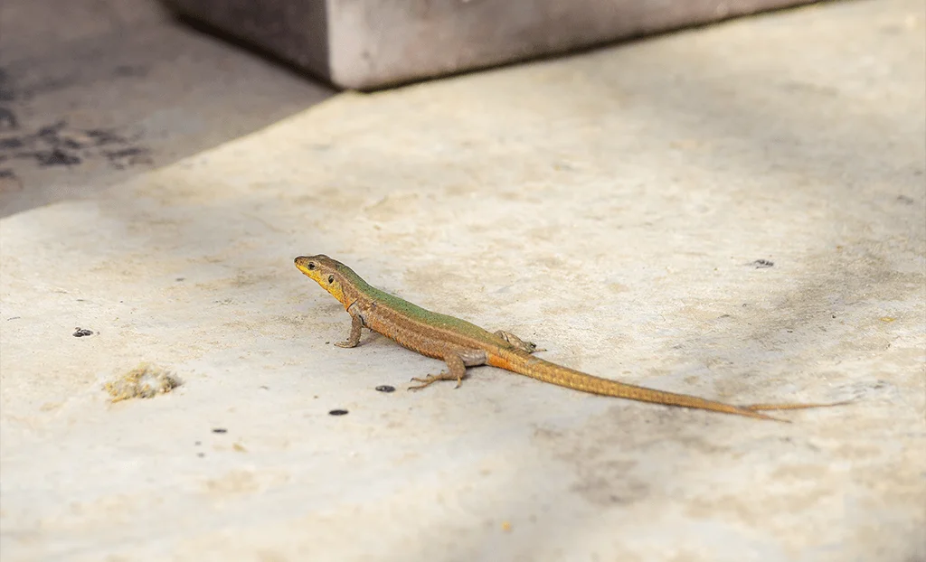Lizard Pest Control In India