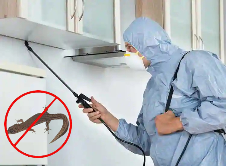Lizard Pest Control