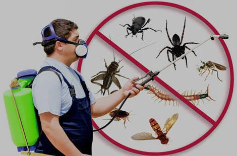 Pest Control In Nagpur