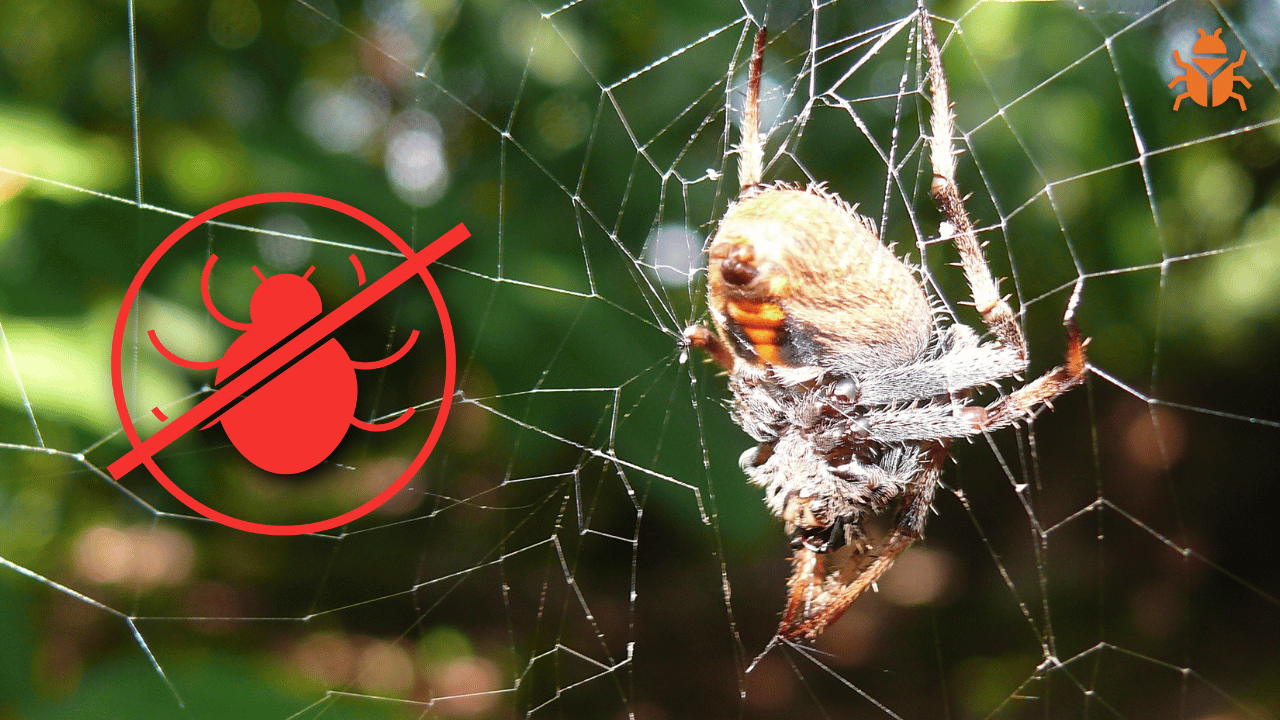 Spider Pest Control
