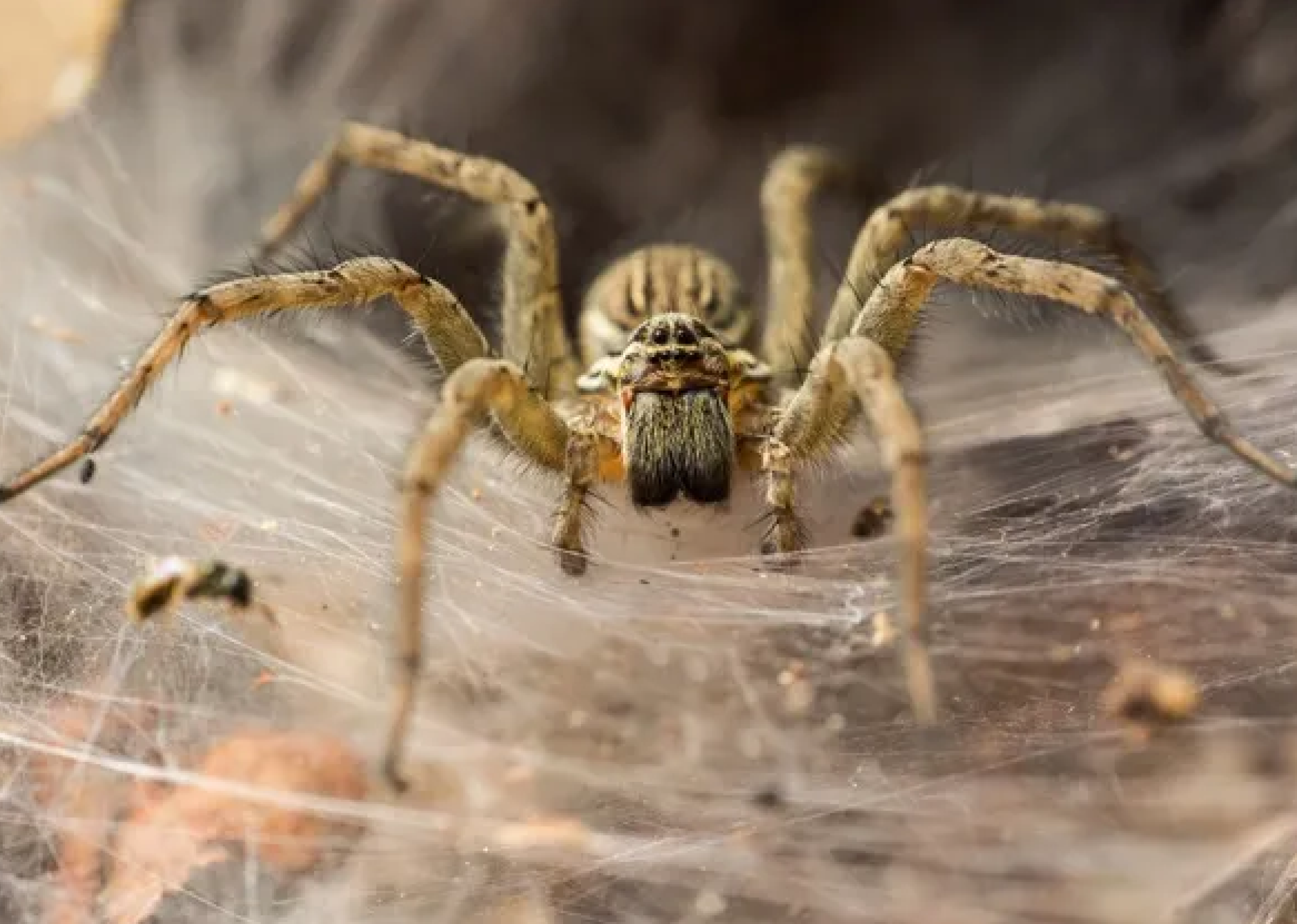 Spider Pest Control In Nagpur